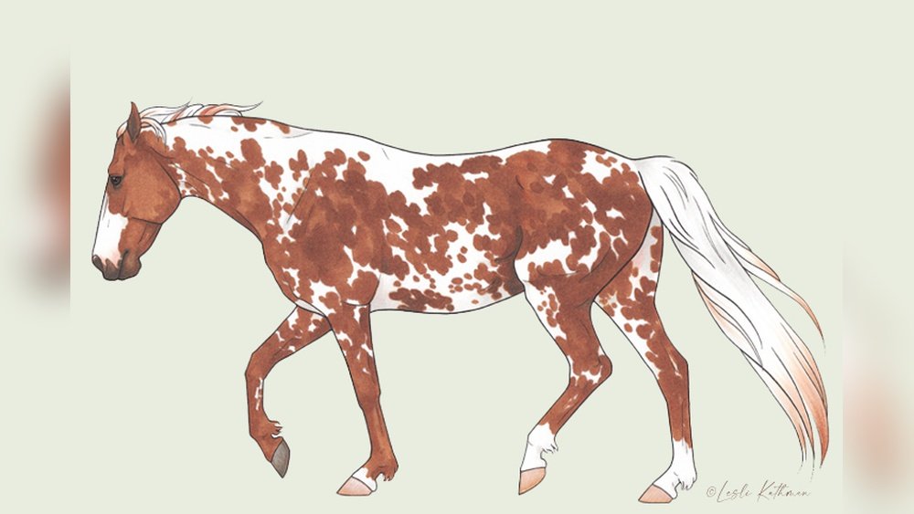 Manchado Horse