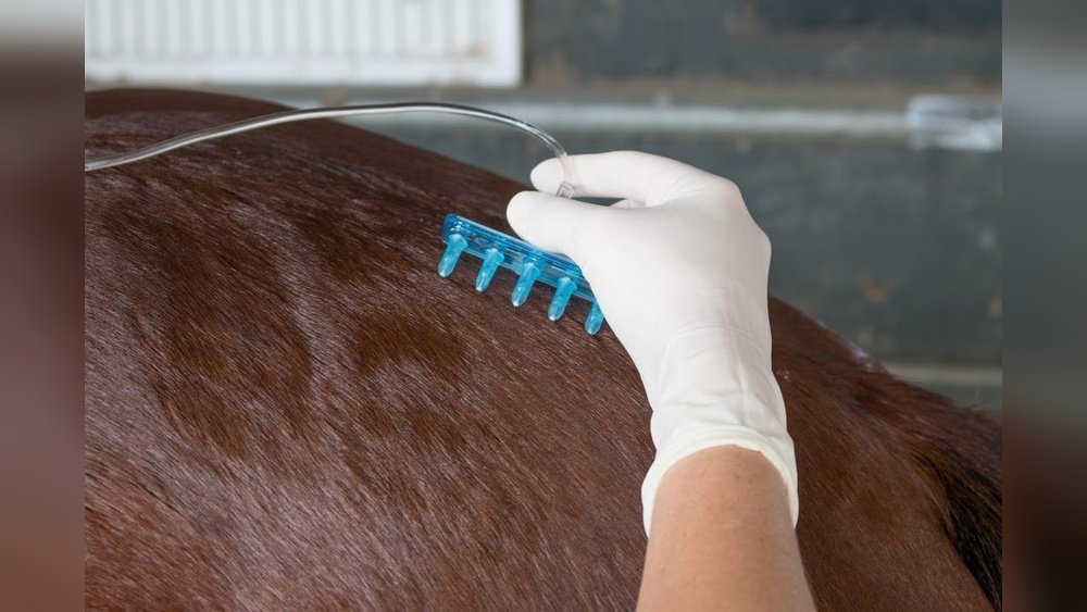Mesotherapy Horse