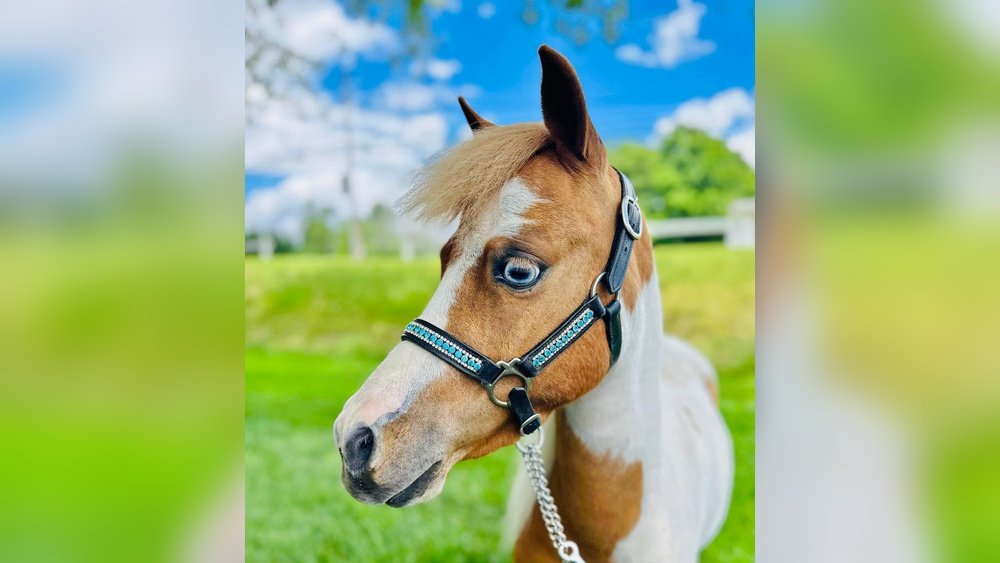 Mini Horse Show Halter
