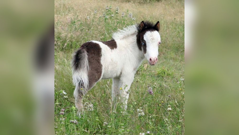 Miniature Horse Foal