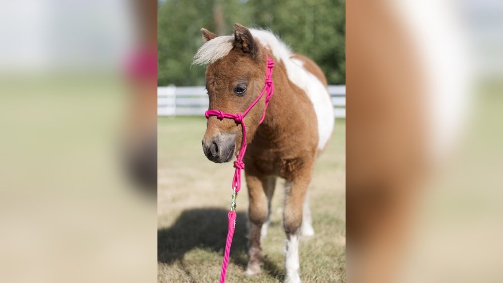 Miniature Horse Halter