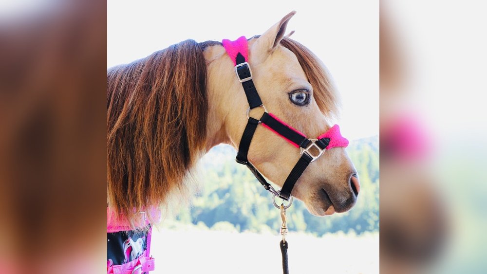 Miniature Horse Halters
