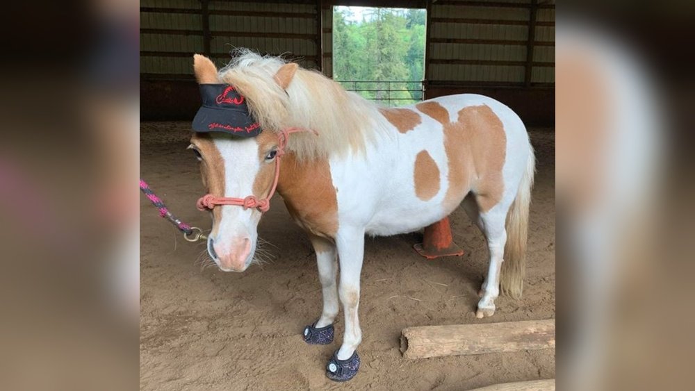 Miniature Horse Hoof Boots