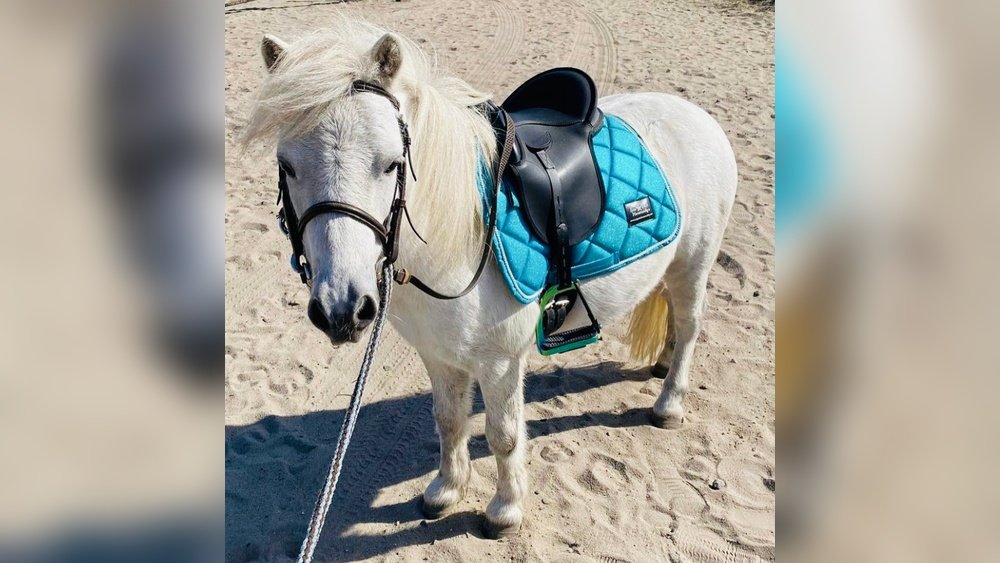 Miniature Horse Saddle Pad