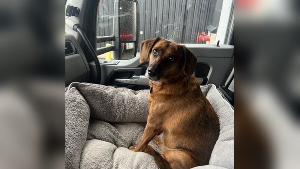 Mortons Small Animal Clinic