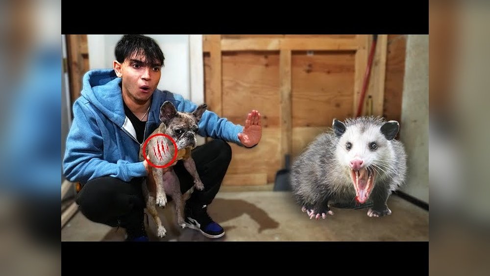 My Dog Attacked a Possum What Should I Do