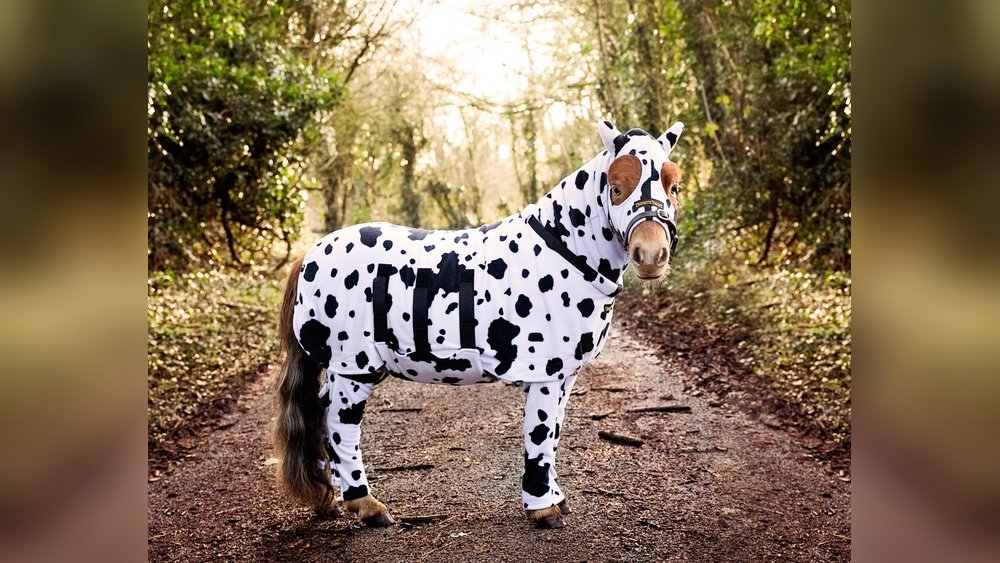 Onesie for a Horse