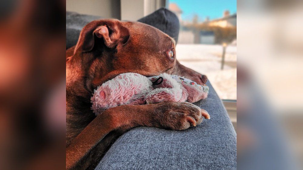 Putting My Dog down Tomorrow. How Do I Say Goodbye