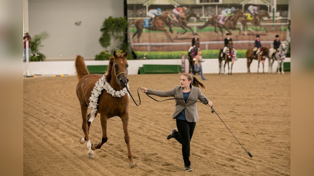 Region 14 Arabian Horse Show 2024
