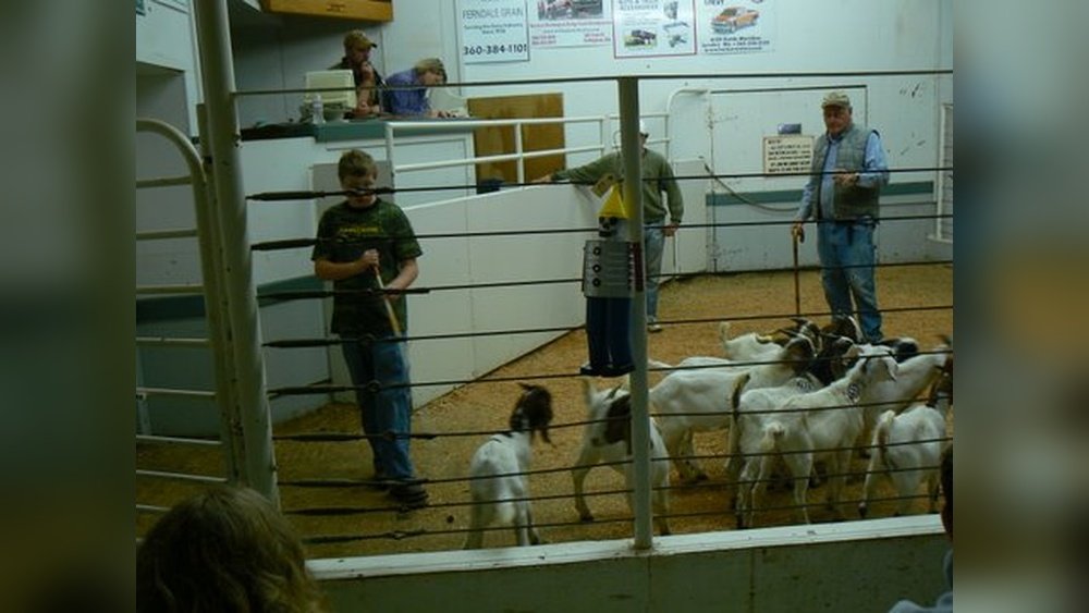 Small Animal Auctions