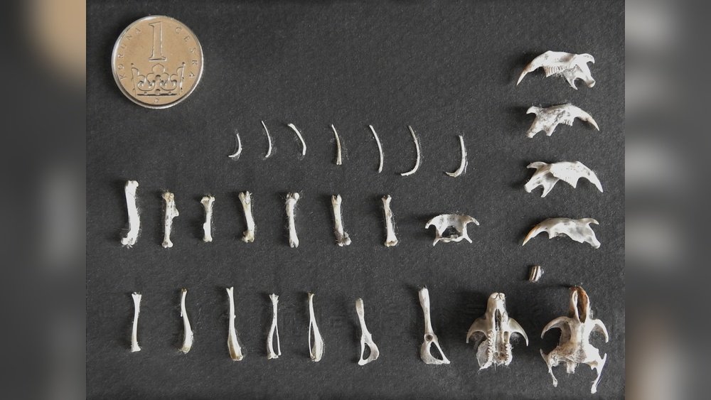 Small Animal Bones