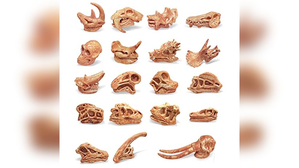 Small Animal Skeletons