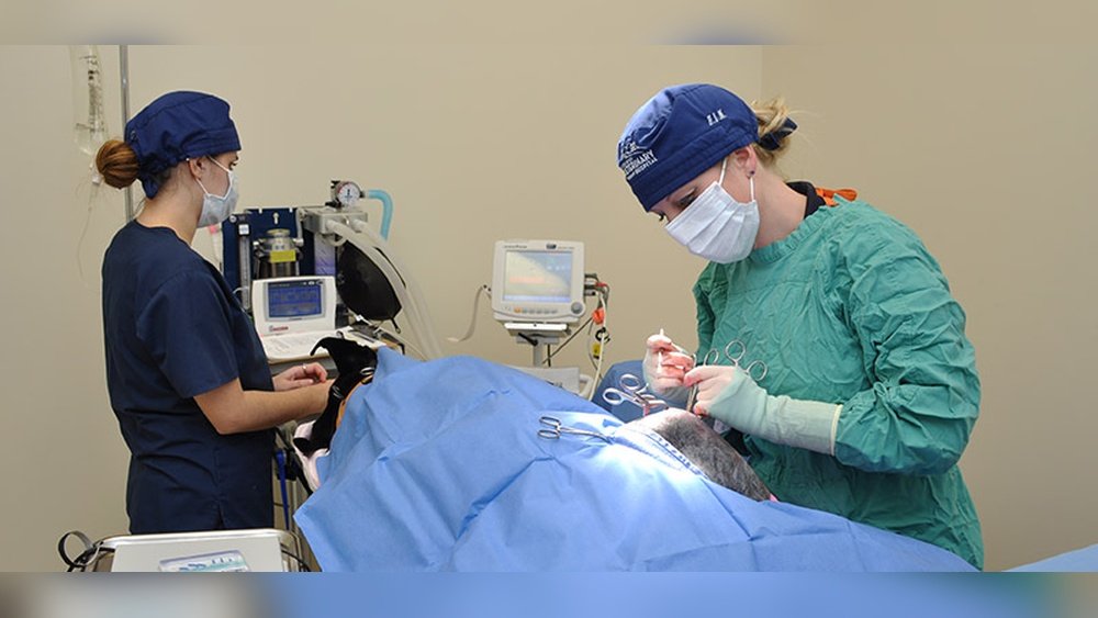 Small Animal Surgical Service of Ct