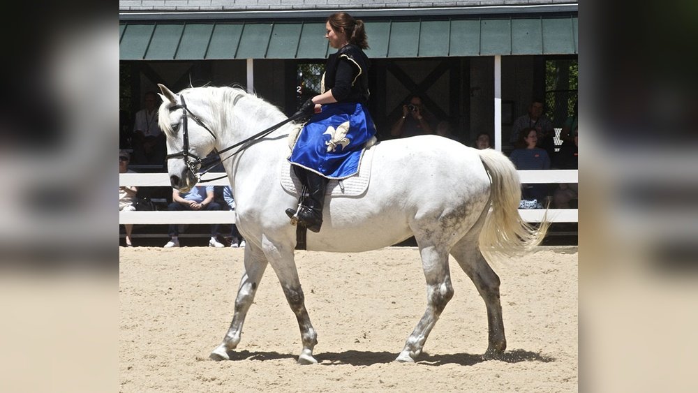 Spanish Norman Horse