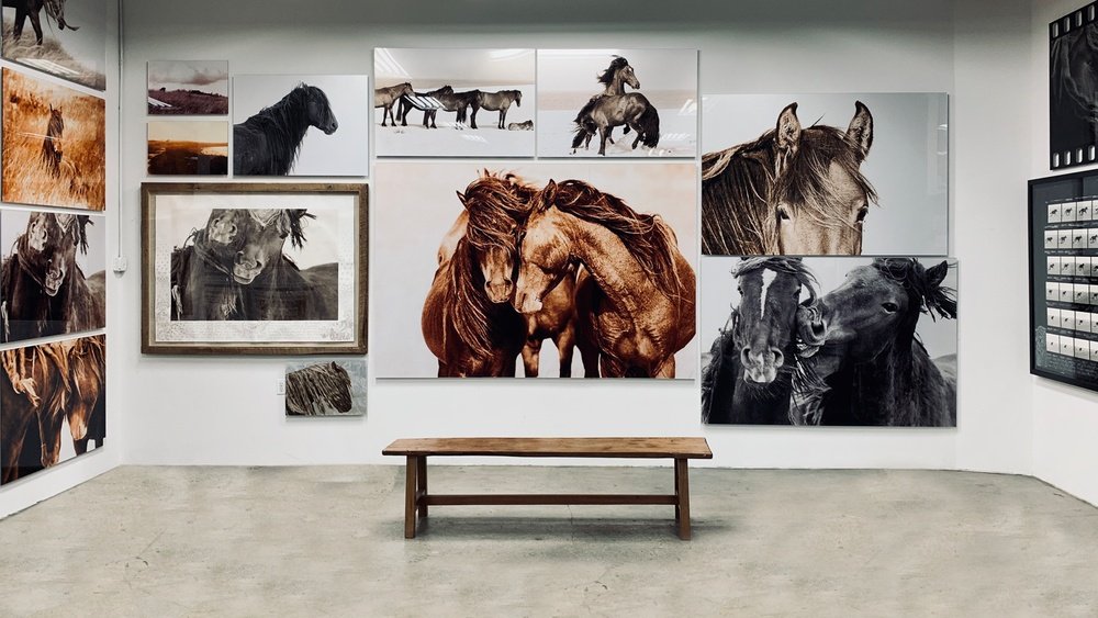 The Wild Horses of Sable Island Gallery