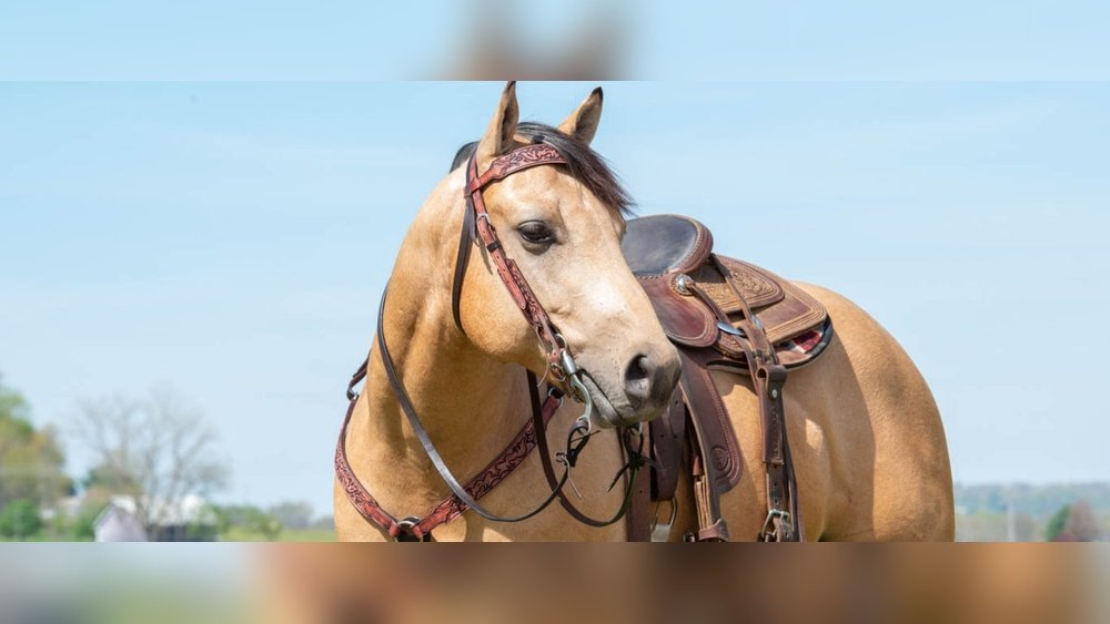 Turquoise Horse Tack