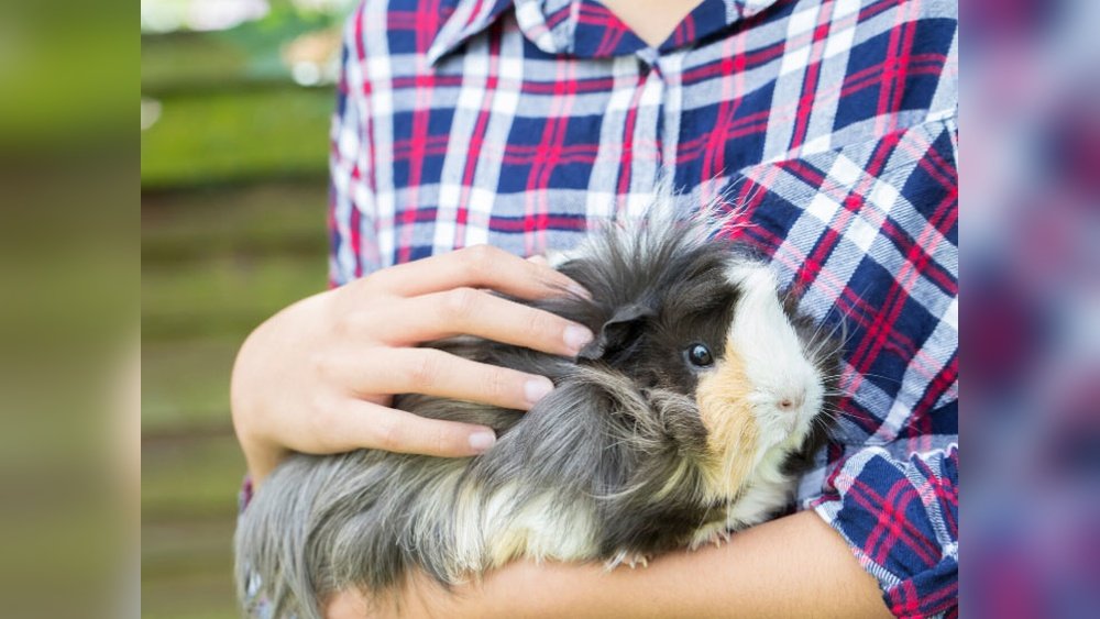 Waukesha Small Animal Hospital