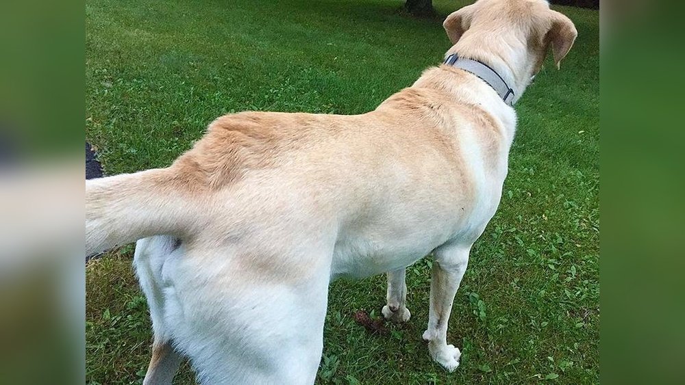 What are Hackles on a Dog