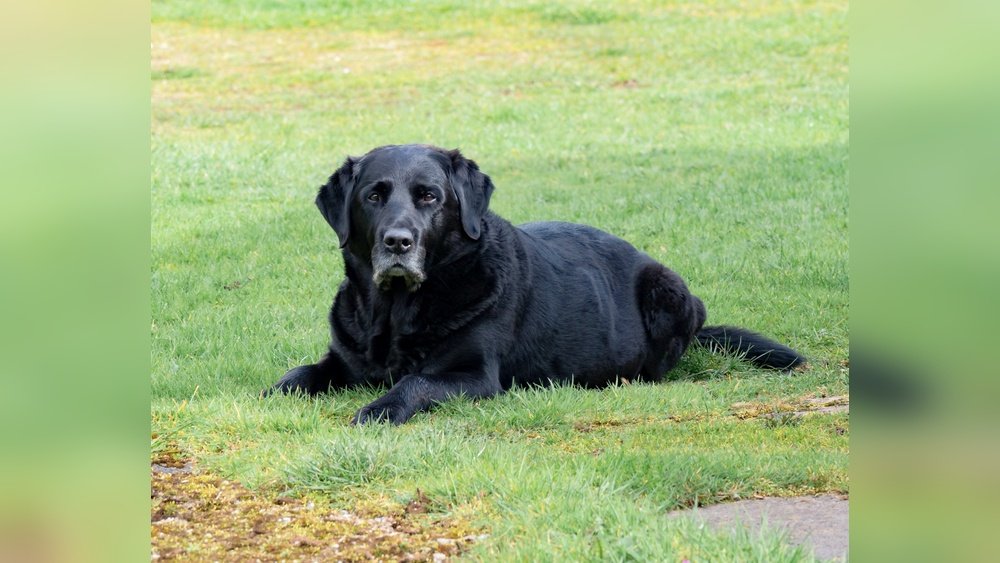 What Can I Give Dog for Lar Par Naturally