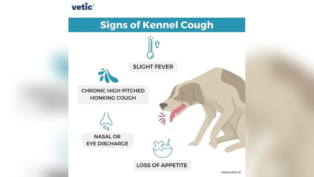 What Causes a Dog to Cough
