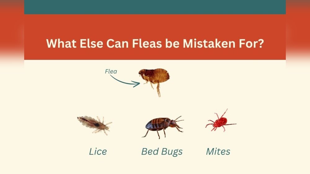What Do Dog Fleas Look Like to the Human Eye