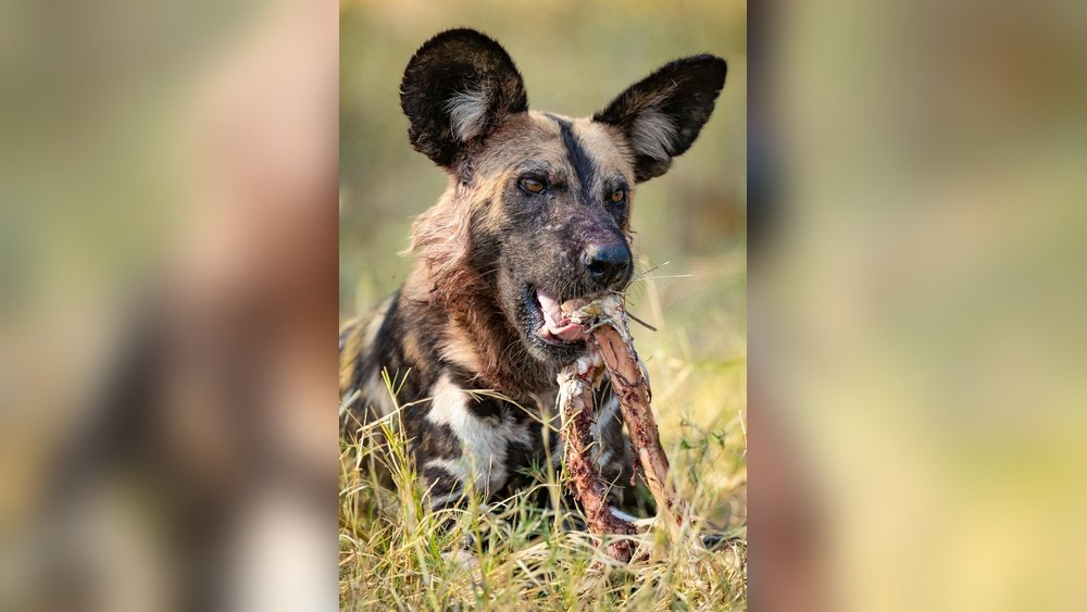 What Does a Dog Eat in the Wild