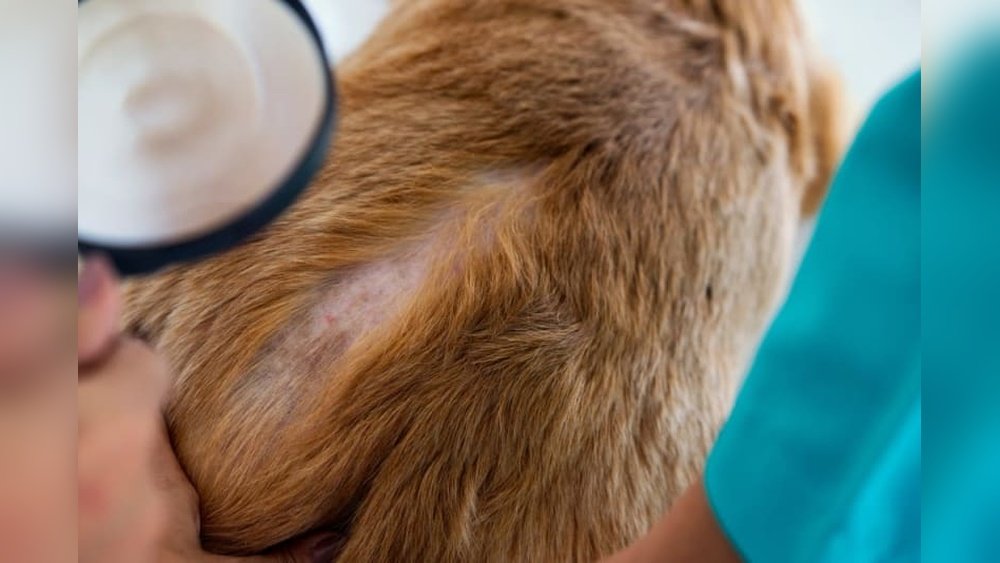 What Does a Ringworm Look Like on a Dog