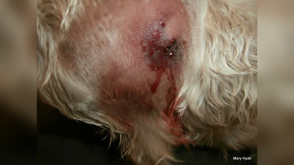 What Does a Spider Bite Look Like on a Dog