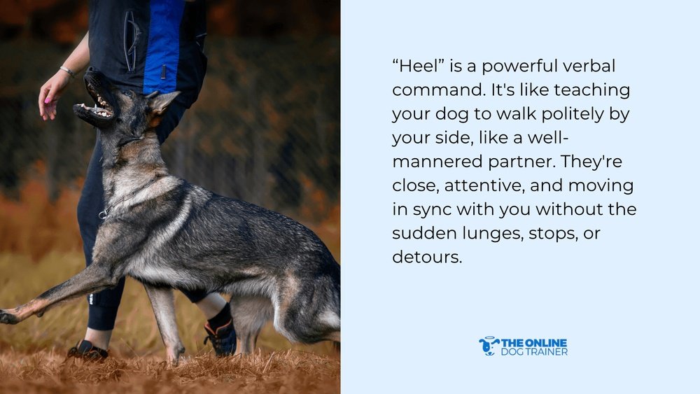 What Does Heel Mean to a Dog