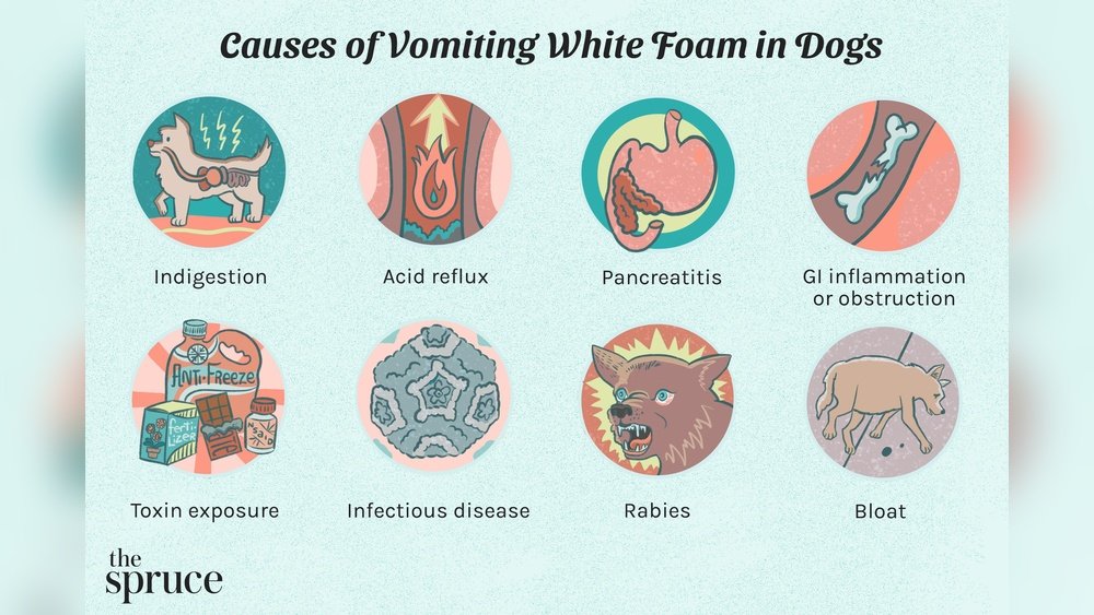 What Does It Mean When Dog Throws Up White Foam