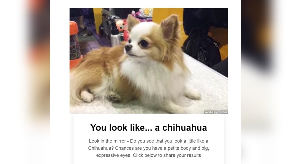 What Dog Breed Do I Look Like