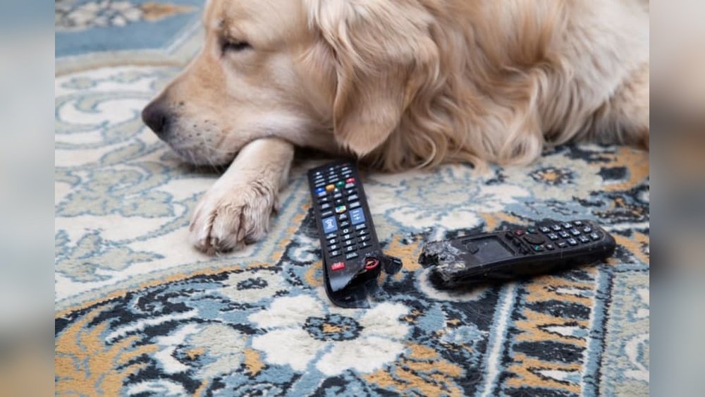 What Happens If a Dog Eats a Battery