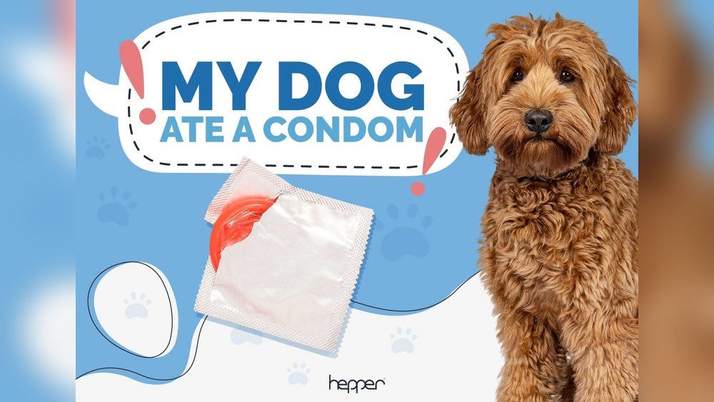 What Happens If a Dog Eats a Condom