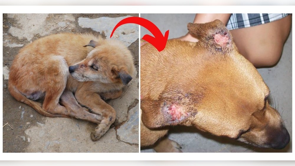 What Happens If a Dog Eats Fly Eggs