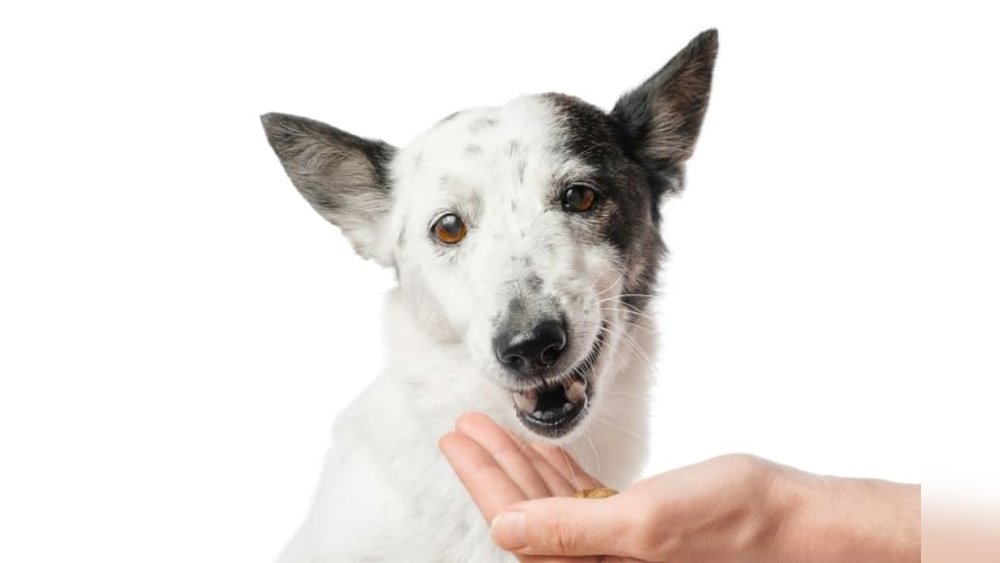 What Happens If a Dog Eats Gum