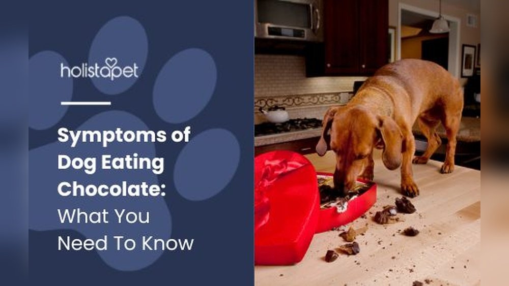 What Happens If a Horse Eats Dog Food