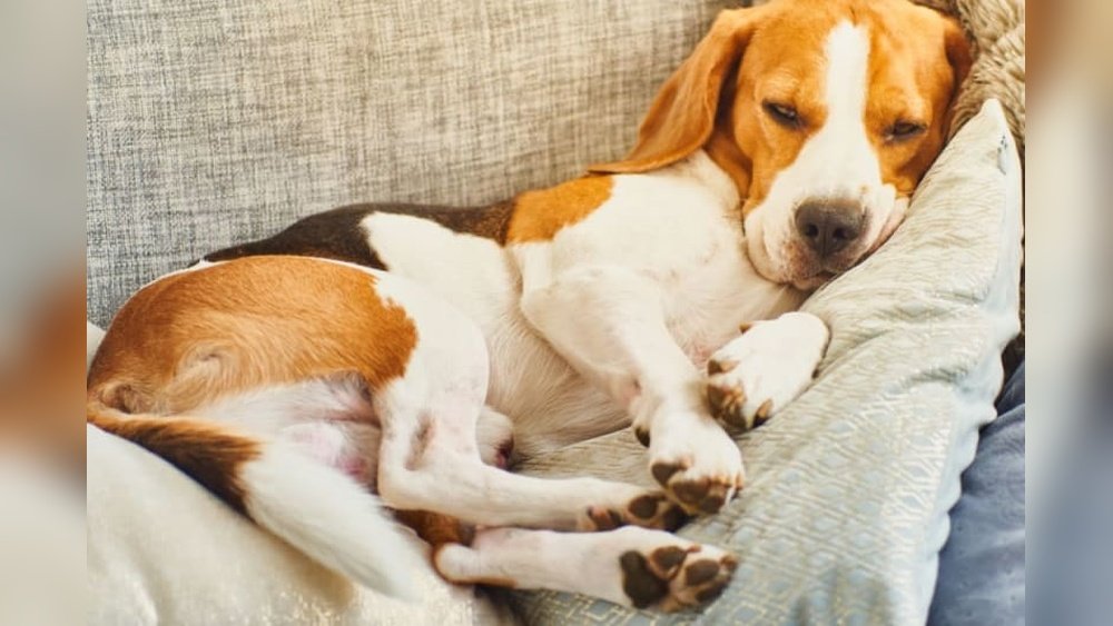 What Happens If Your Dog Eats Gum