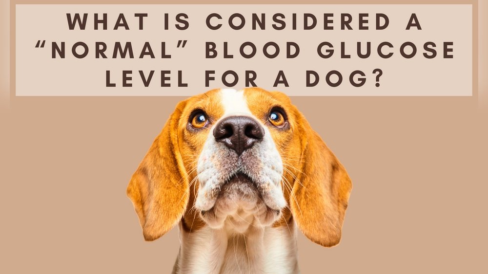 What is Normal Blood Sugar for a Dog