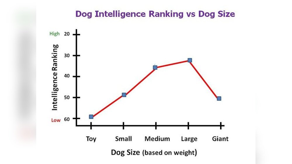 What is the Average Iq of a Dog