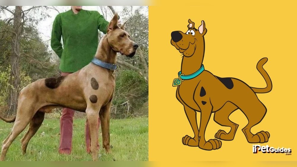 What Kind of Dog is Scooby