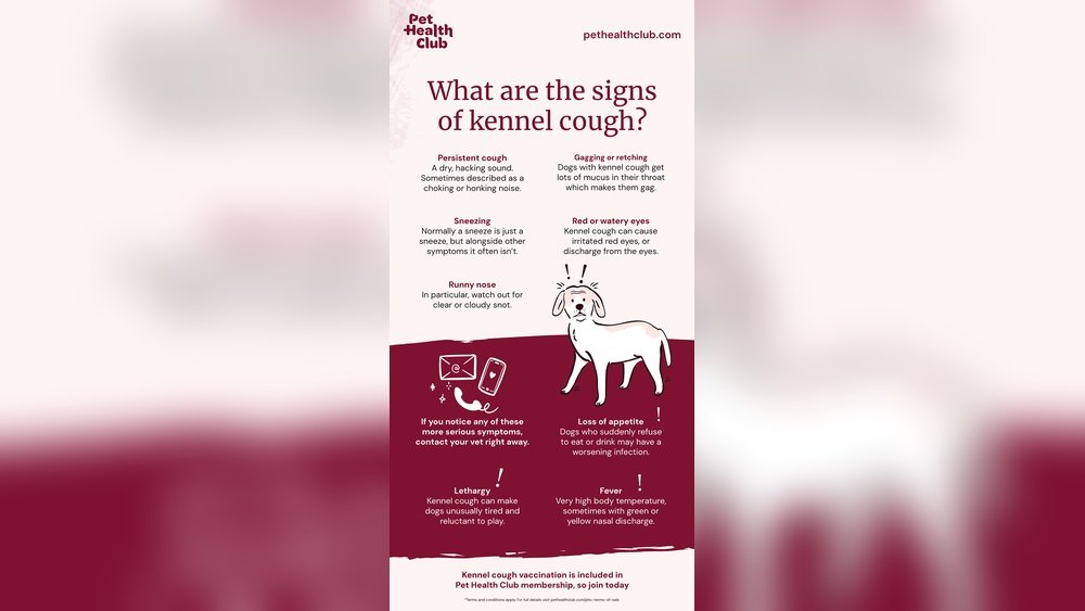 What Makes a Dog Cough