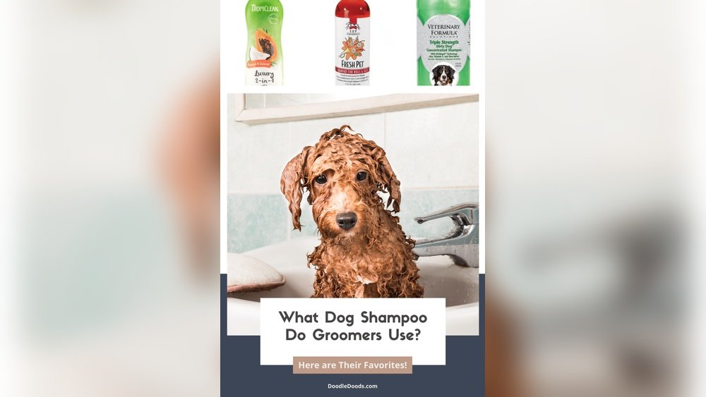 What Shampoo Do Dog Groomers Use