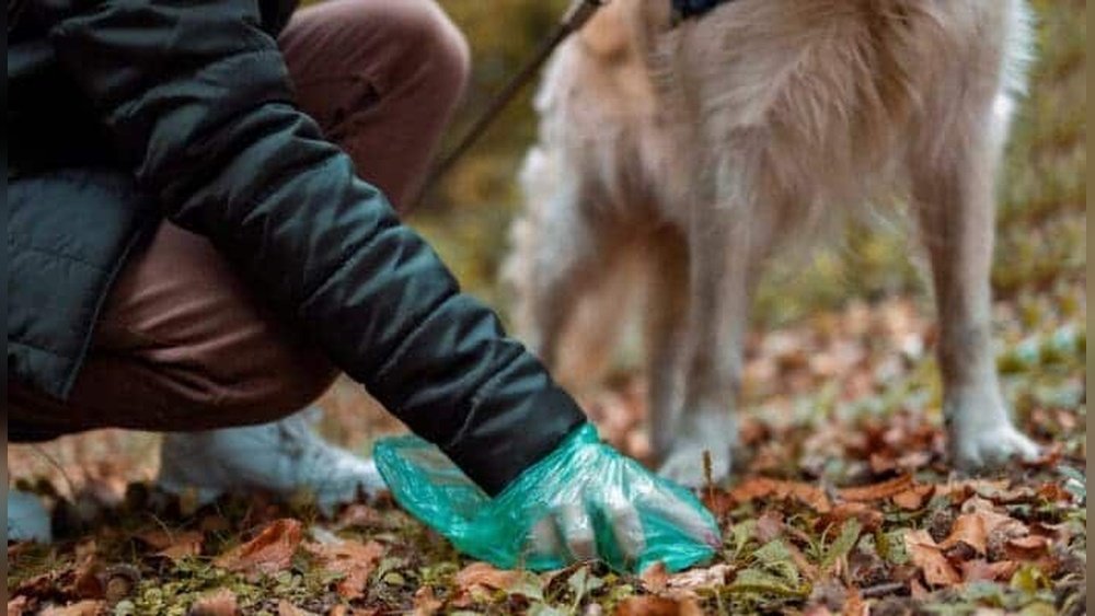 What to Do With Dog Poop Until Garbage Day