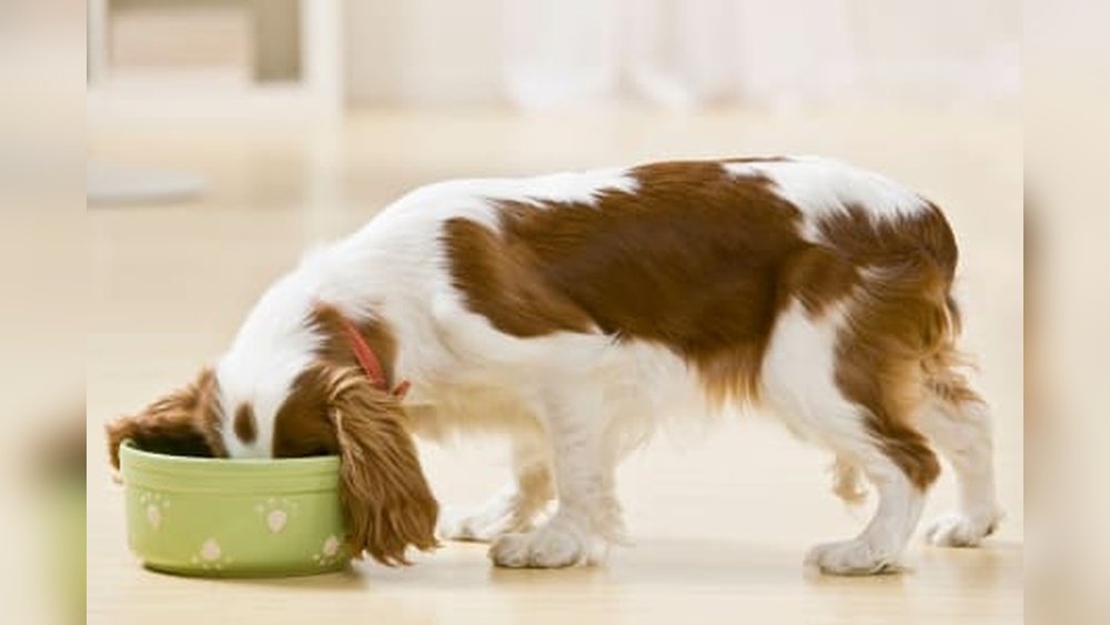 What to Feed a Dog With Hypothyroidism