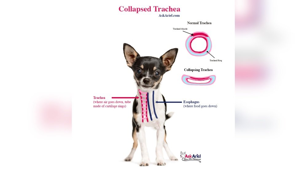 What to Feed Dog With Collapsed Trachea