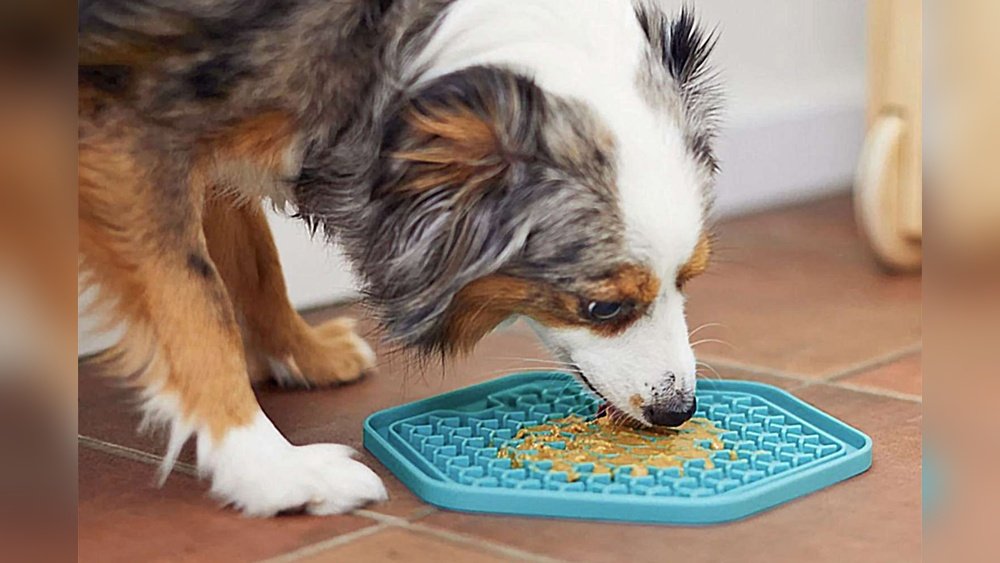 What to Put on a Dog Lick Mat