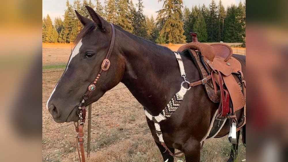 Wither Straps for Horses