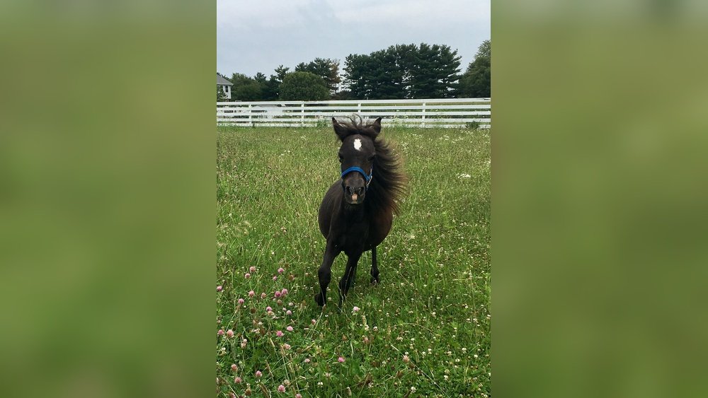 Woodstock Il Horse Veterianarian